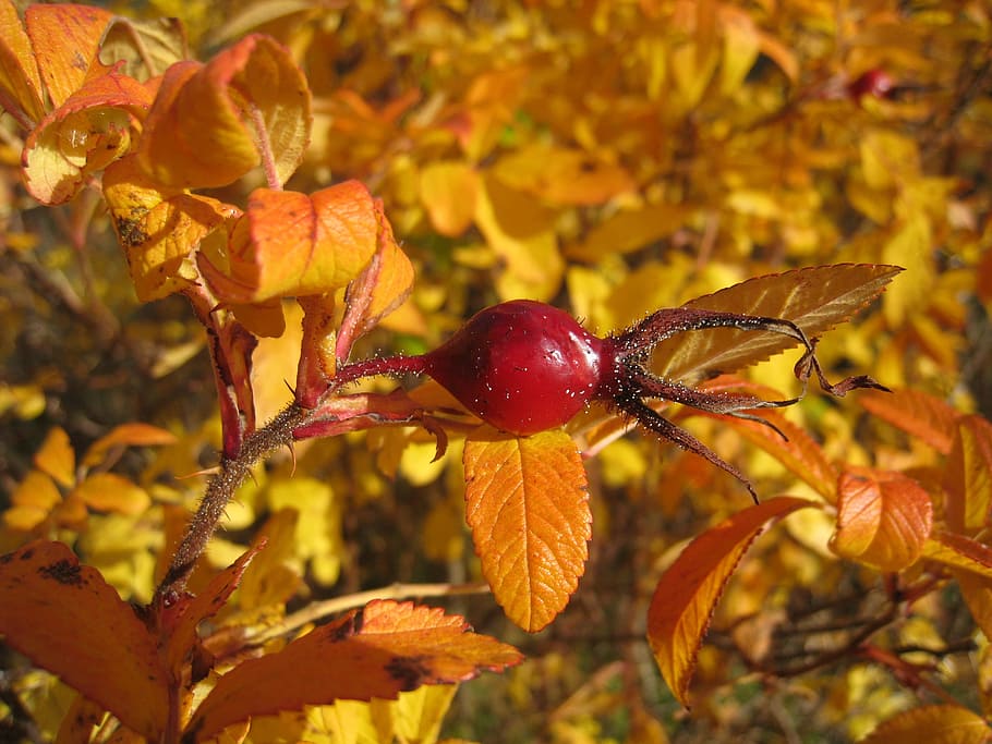 Rose Hips, Bush, Orange, Autumn, red, garden, leaf, nature HD wallpaper