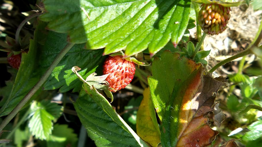 strawberry, red, berries, plant part, leaf, growth, green color HD wallpaper