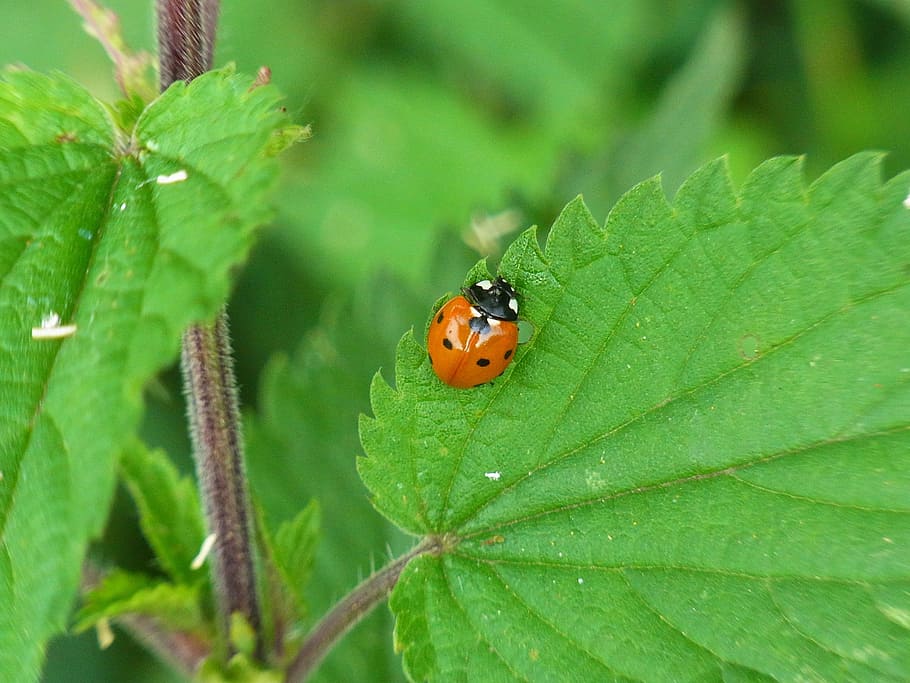 ladybug, coccinellidae, insect, beetle, nature, animal, meadow HD wallpaper