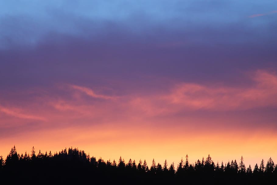 silhouette of trees under orange and blue sky during sunset, silhouette of pine trees at golden hour HD wallpaper