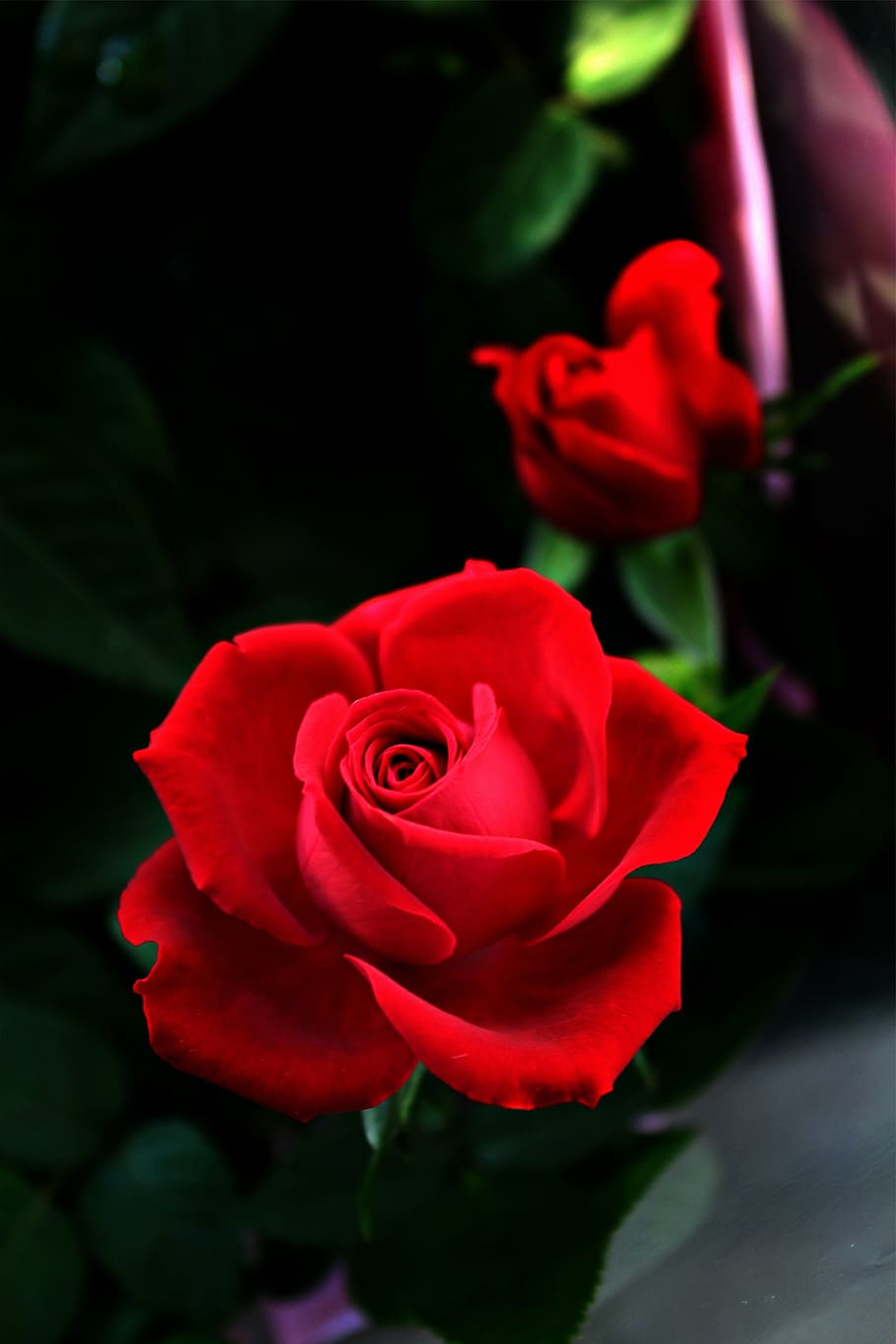 rose, blossom, bloom, red, rose bloom, romantic, fragrance HD wallpaper