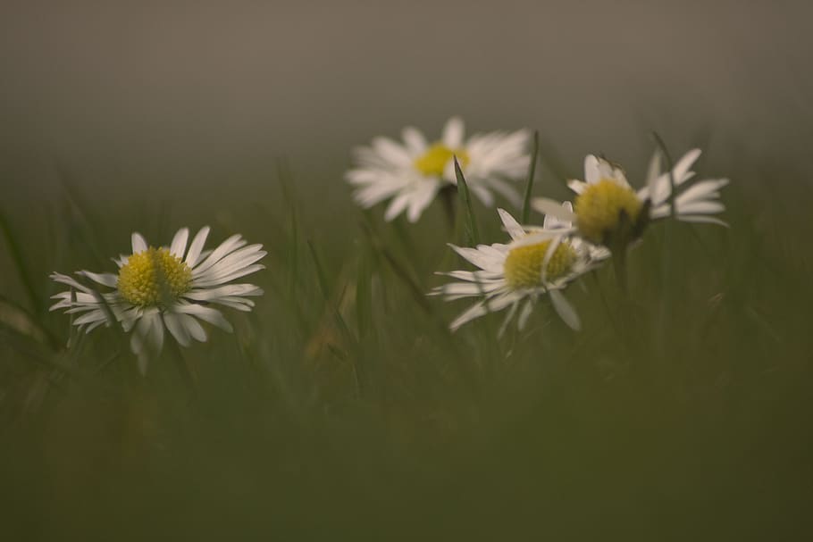 daisy, flowers, spring, meadow, flowering plant, freshness HD wallpaper