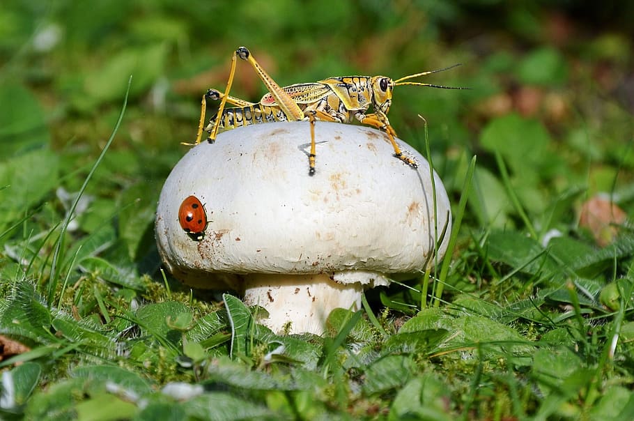mushroom, ladybug, cricket, grass, nature, forest litter, mushrooms HD wallpaper