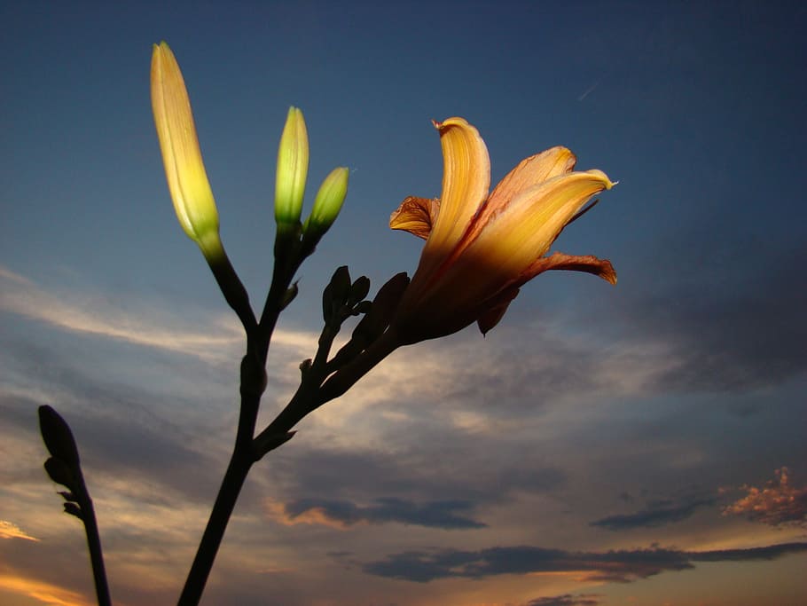 flower, light, cloud, light and shadow, beauty in nature, fragility HD wallpaper