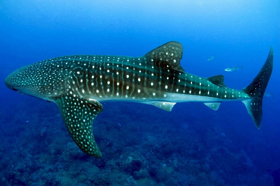 underwater photography of whale shark, swimming, ocean, sea, marine, HD wallpaper