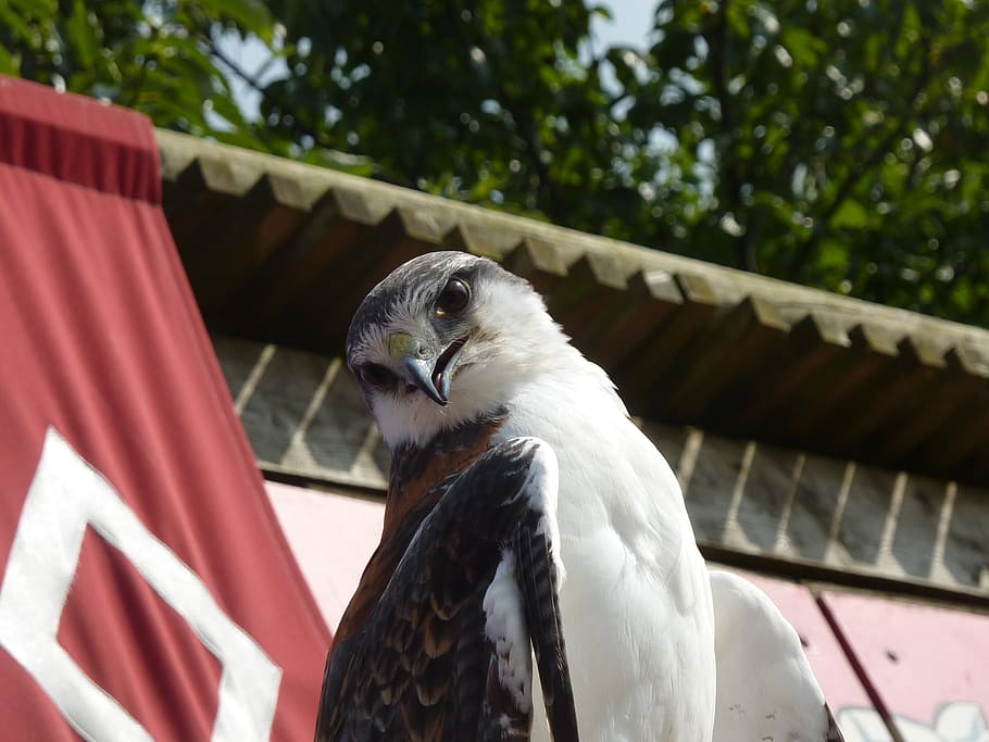 raptor, falcon, bird, animal themes, vertebrate, one animal HD wallpaper