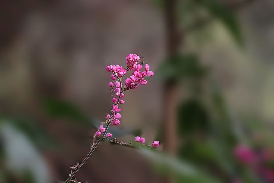 flower, nature, flora, leaf, outdoors, bud, beautiful, growth HD wallpaper