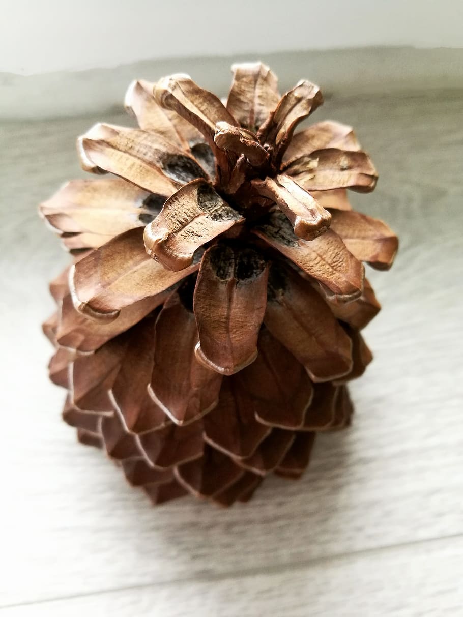 pine cone, macro, round, nature, closeup, spain, tenerife, close-up HD wallpaper