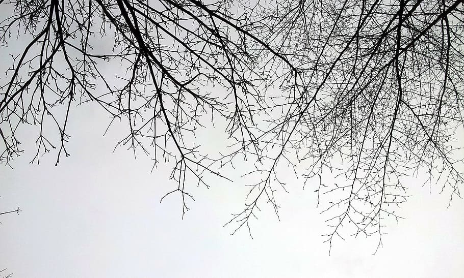 branch, sky, winter, tree, nature, forest, backgrounds, outdoors HD wallpaper