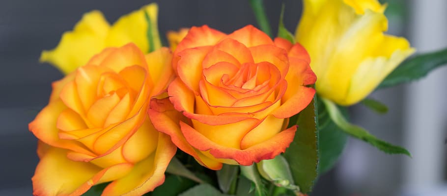 shallow photography of orange-and-yellow artificial flowers HD wallpaper