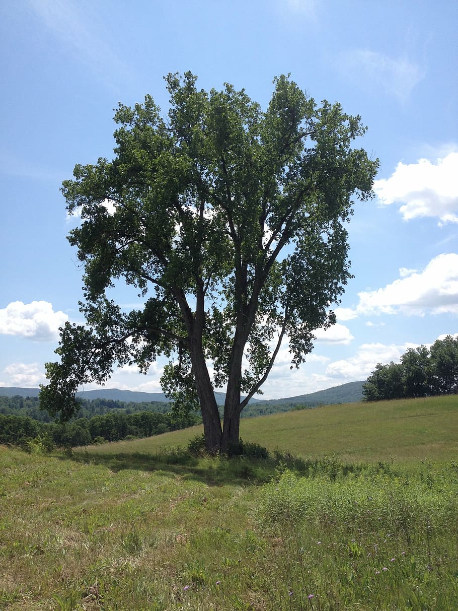 tree, hill, landscape, outdoor, green, scenic, grass, country HD wallpaper
