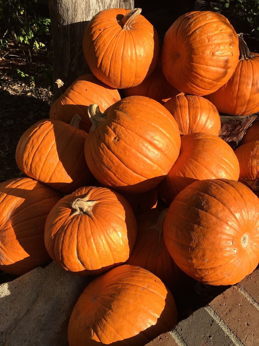 pumpkins, shadow, halloween, autumn, food and drink, vegetable HD wallpaper