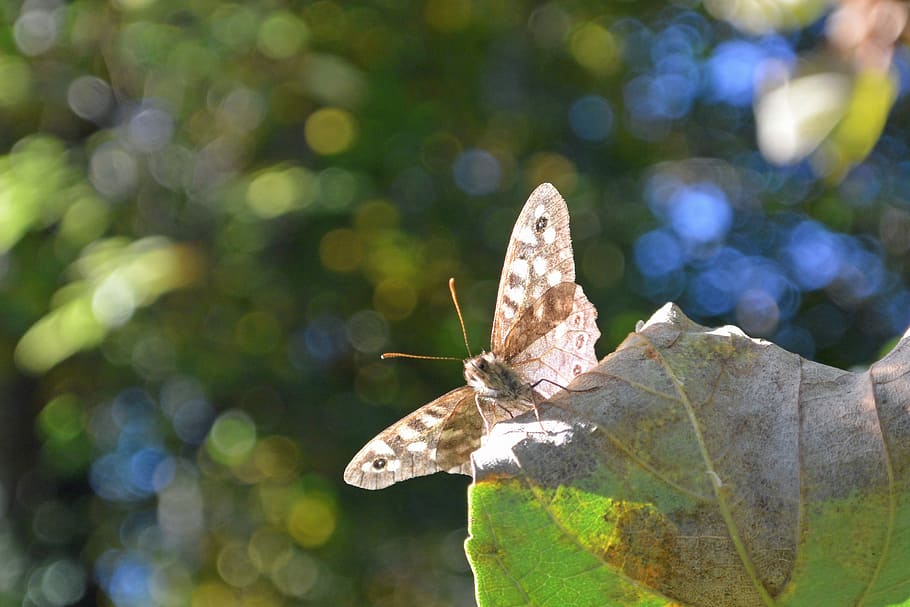 Butterfly, Macro, Trees, Animal, Close, nature, one animal HD wallpaper
