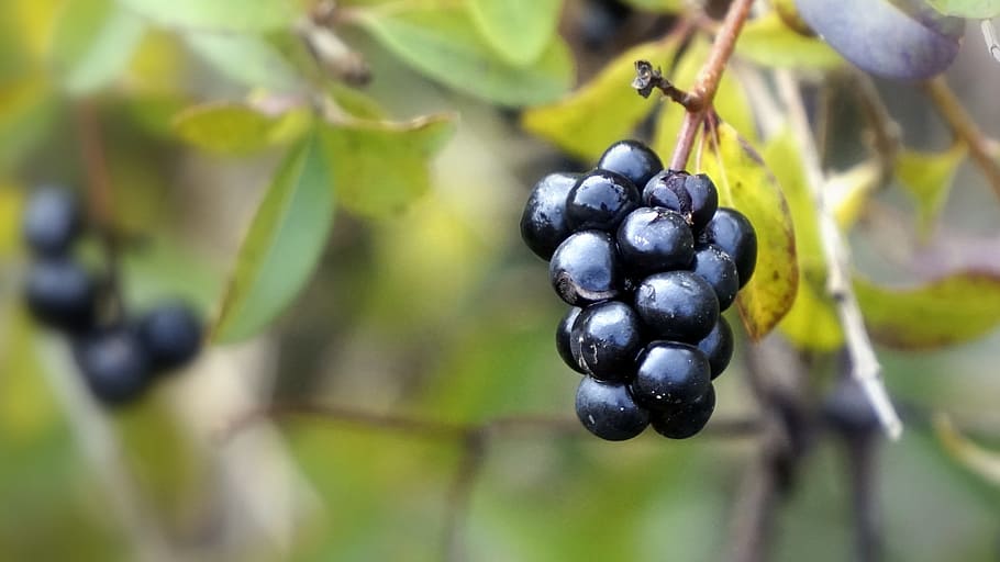 berries, black, wild, fruit, autumn, forest, plants, cluster HD wallpaper