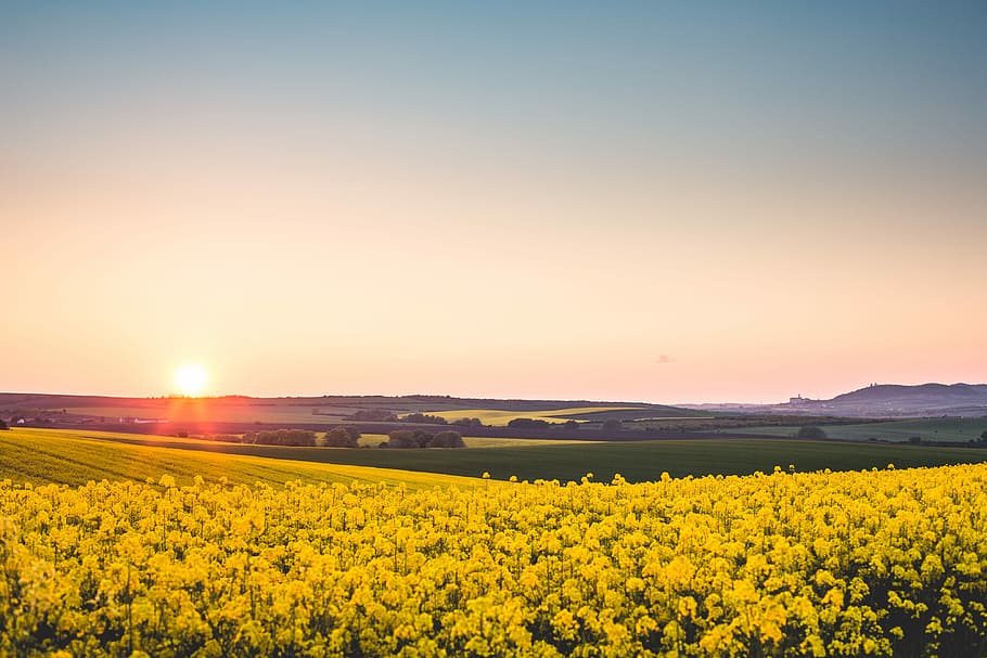 Beautiful Sunset Over The Yellow Rapeseed Field, canola, cloudless