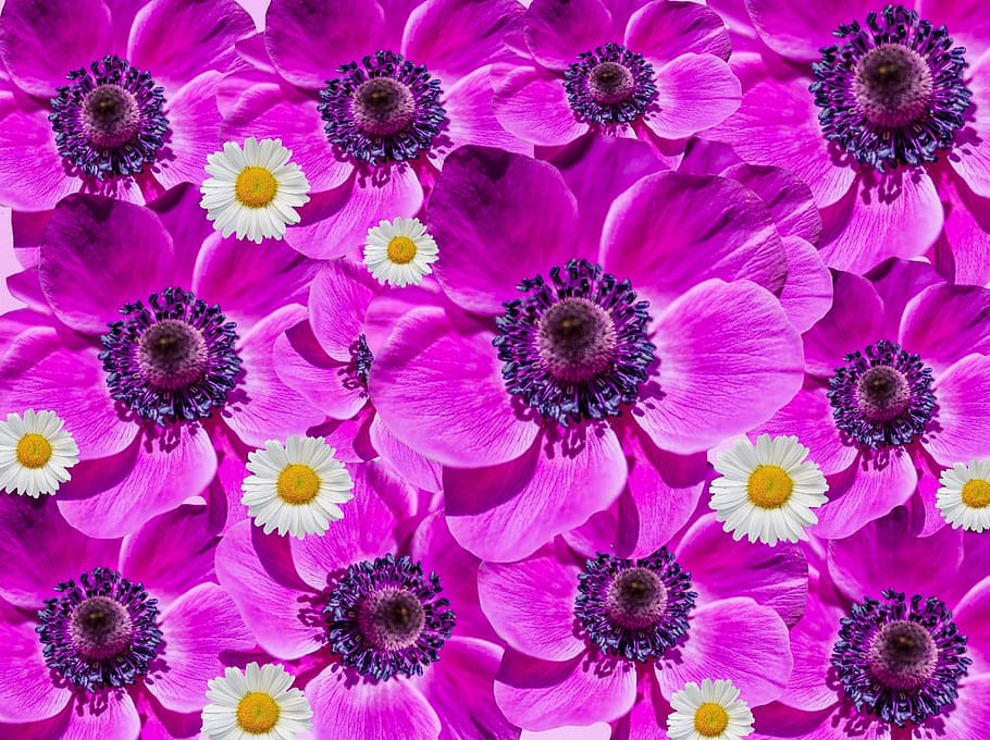 pink flowers, anemone, poppy, collage, purple, blütenmeer, nature, HD wallpaper