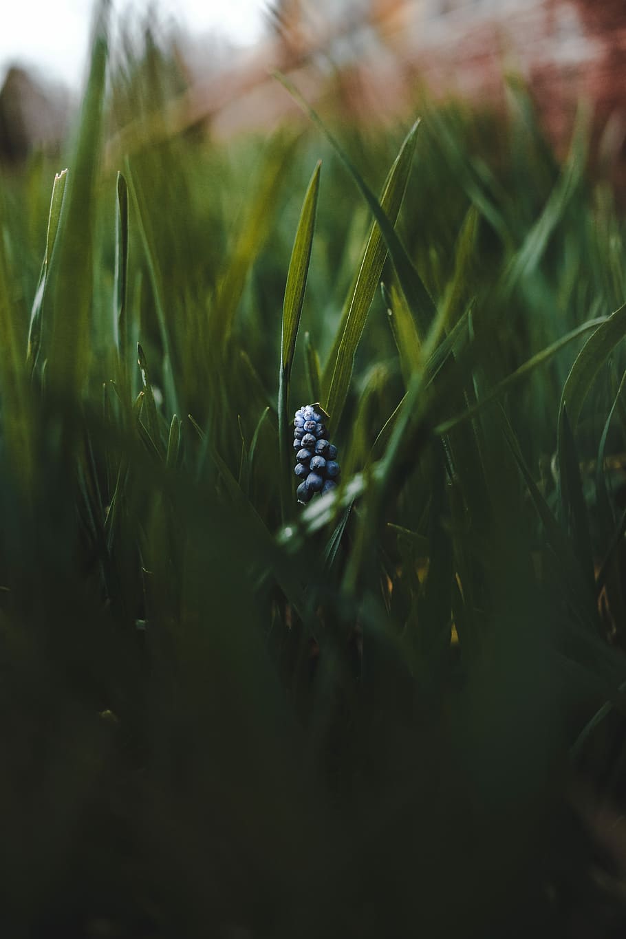 sword-shaped leafed plant, shallow focus photography of blue flower HD wallpaper