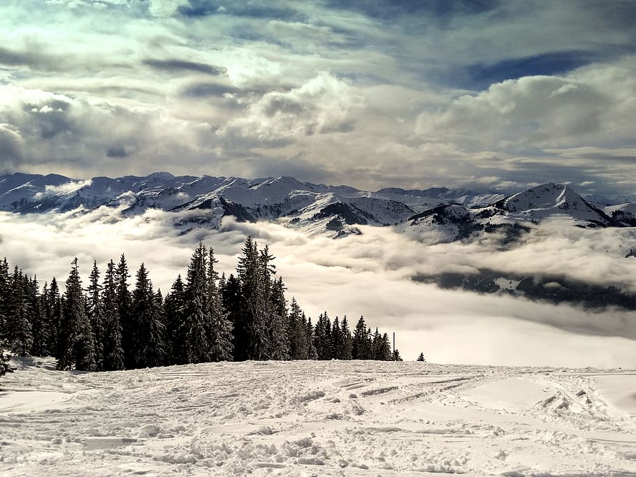 pine trees at winter, mountains, kitzbühel, alpine, austria HD wallpaper