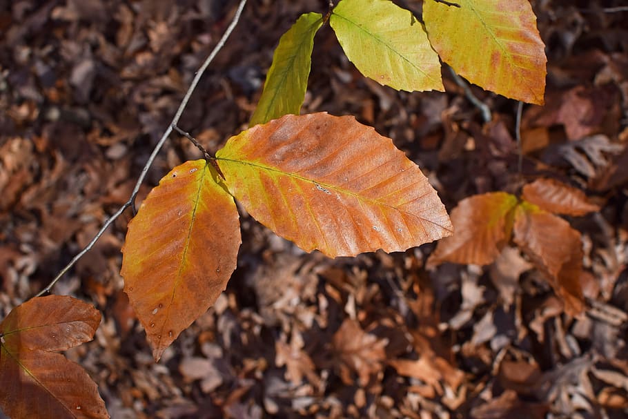 beech leaves, tree, foliage, autumn, fall, plant, nature, colorful HD wallpaper