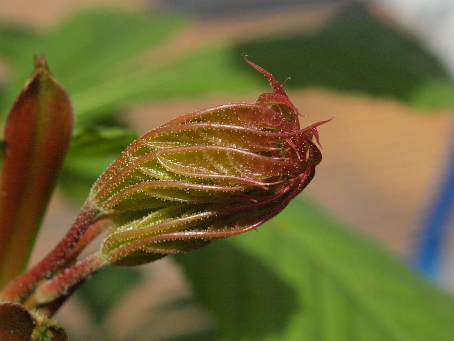 Leaf Stem, Close, Engine, Scion, bud, close-up, focus on foreground HD wallpaper