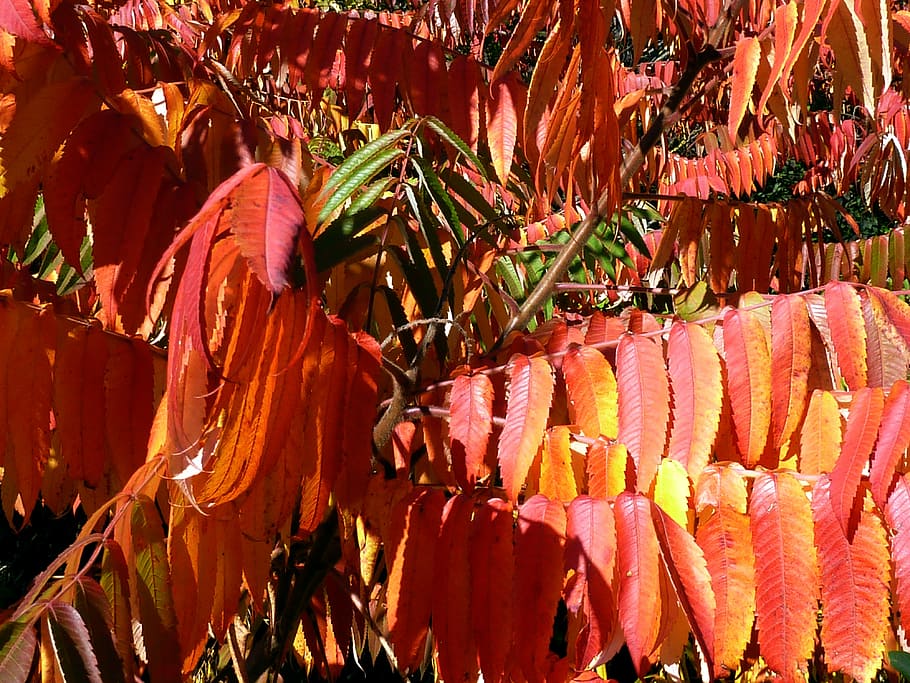 fall, autumn, leaves, red, nature, tree, branch, leaf, orange Color HD wallpaper