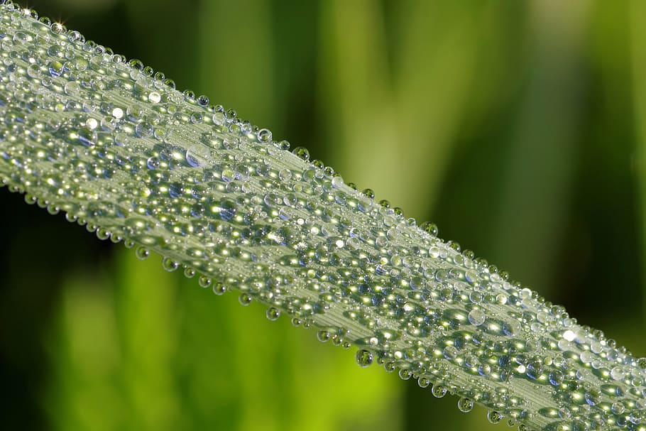 Drops, Macro, Closeup, Grass, rosa, blade, green, nature, plant HD wallpaper