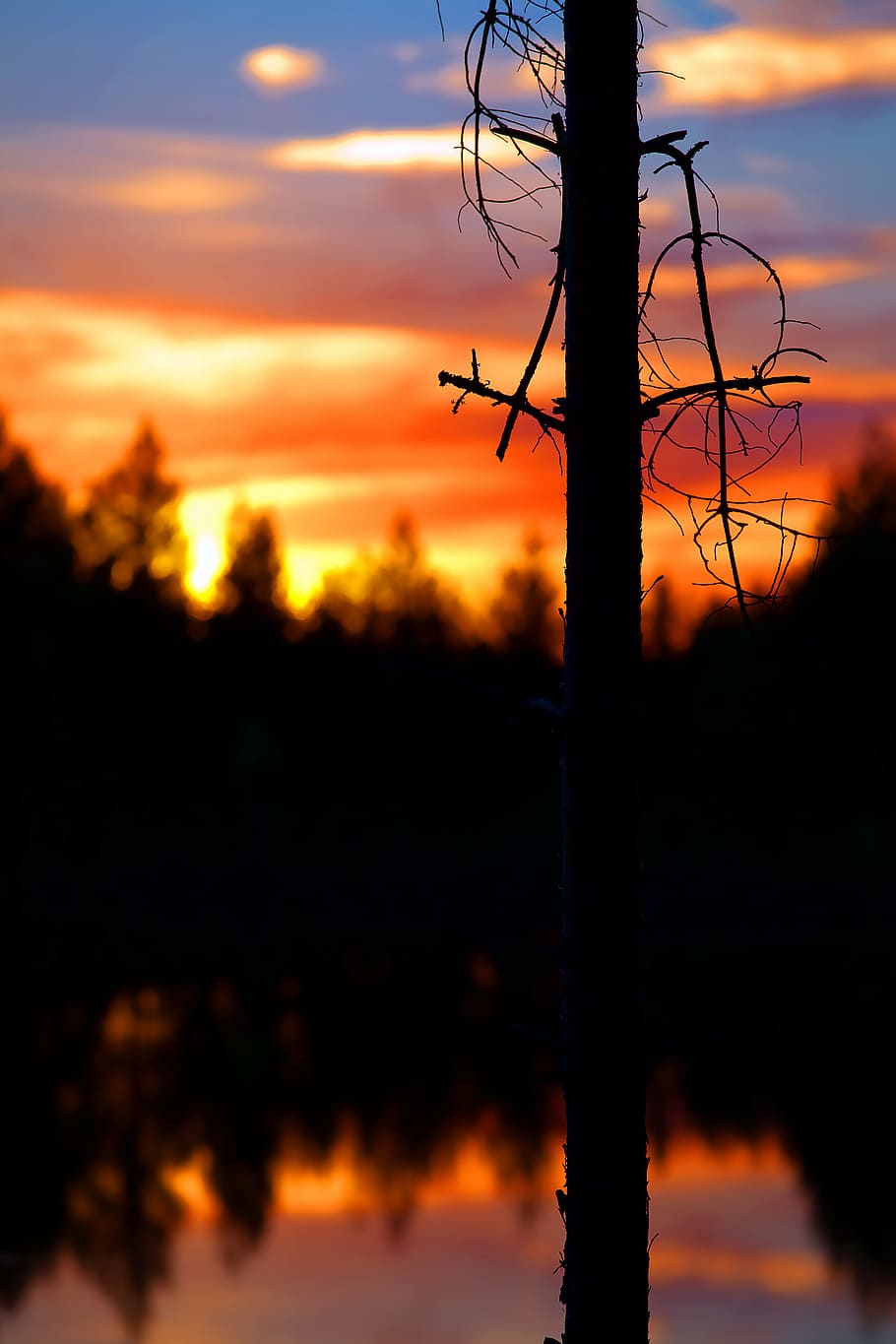 silhouette of tree, photo, sunset, dusk, water, reflection HD wallpaper