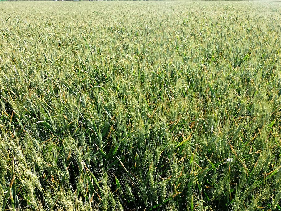 wheat, cornfield, cereals, plant, growth, green color, land HD wallpaper