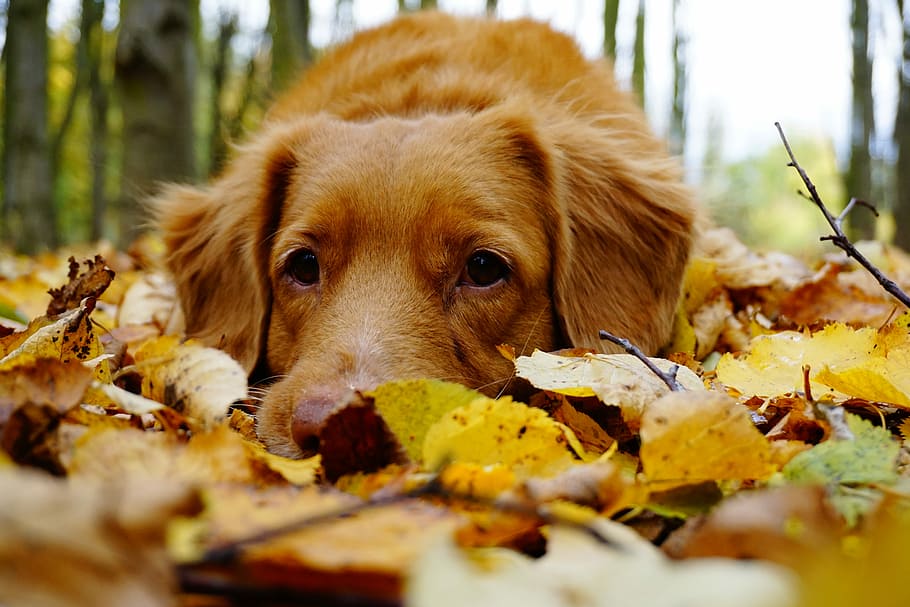 Wicky´s autumn, adult golden retriever lying leaves covered ground outdoor during day HD wallpaper