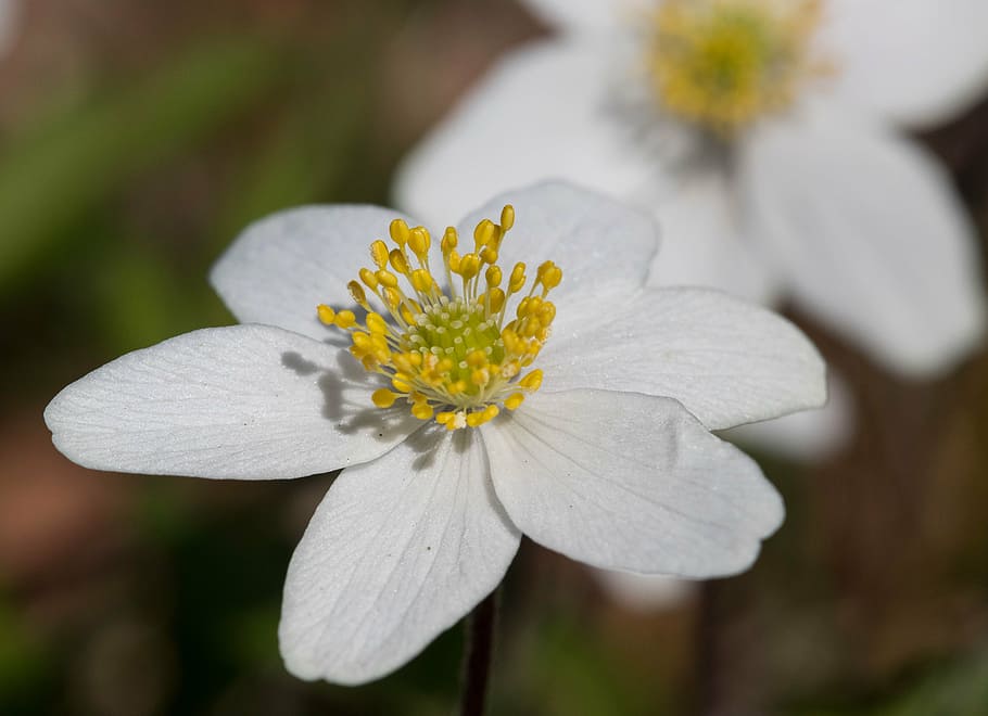 anemones, may 2017, rogaland, flowering plant, freshness, vulnerability HD wallpaper