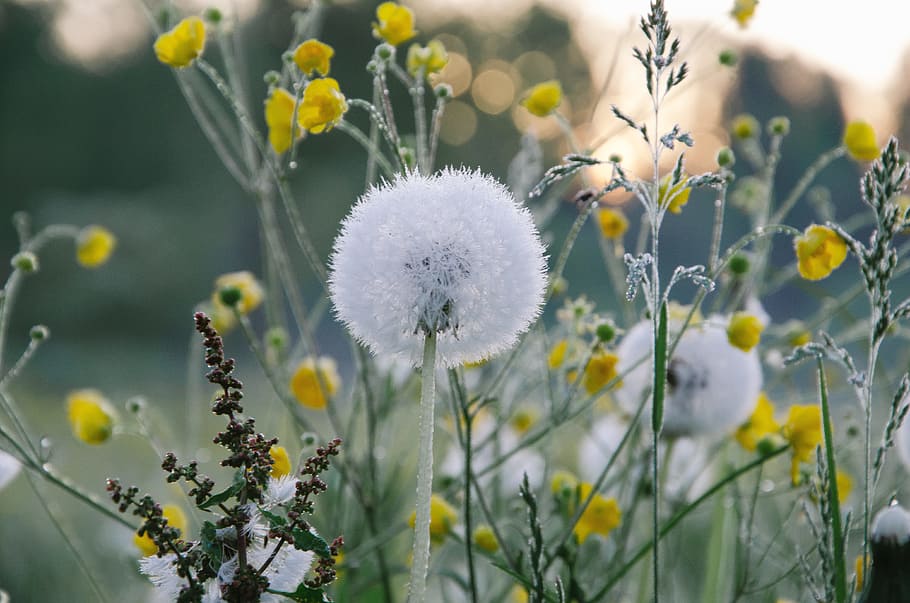 flowers, dandelion, flowering plant, freshness, fragility, vulnerability HD wallpaper
