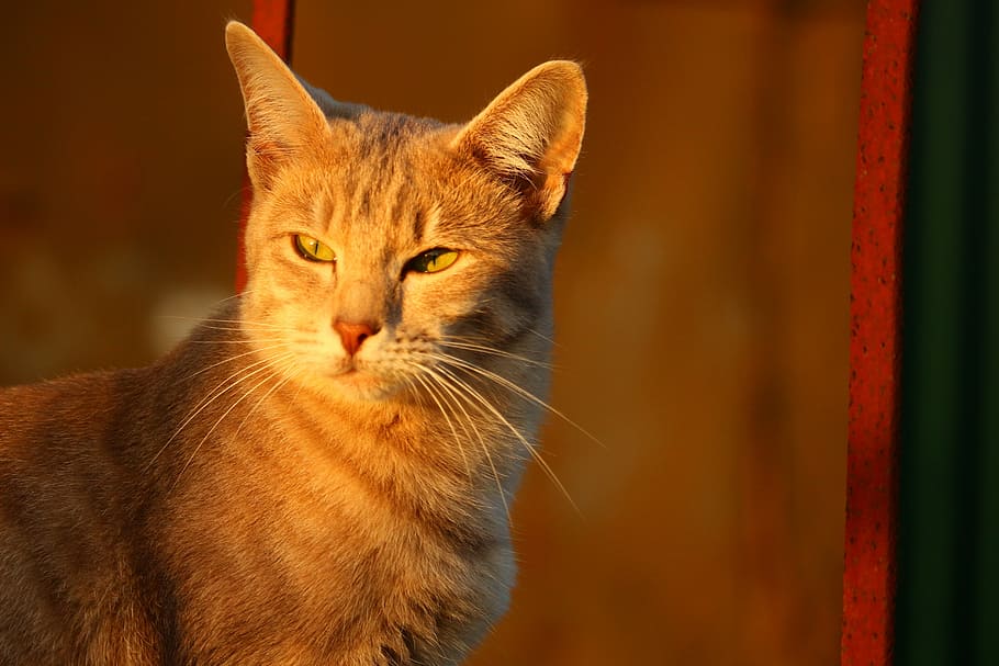 cat, autumn, stainless, evening light, kitten, fall color, mammal HD wallpaper