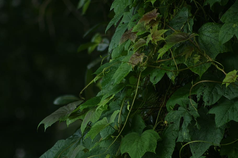 leaf, green, zoom, nature, plant, summer, environment, natural HD wallpaper