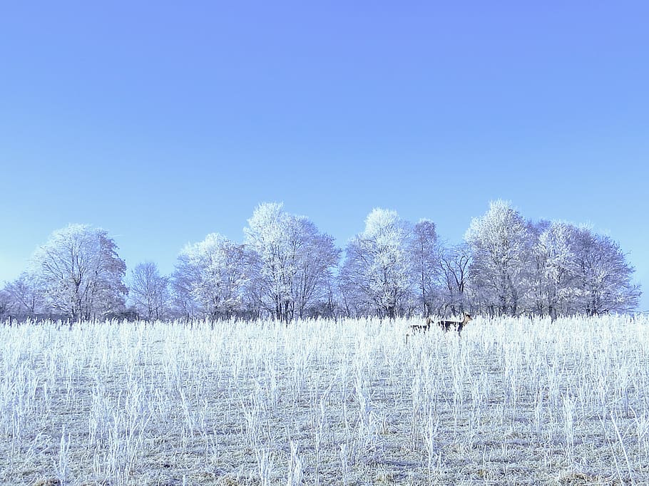 wintry, fallow deer, trees, frost, snow, winter, cold, hoarfrost HD wallpaper