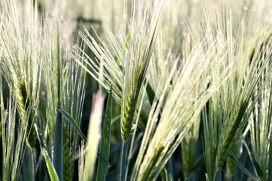 Wheat, Field, Winter Wheat, Wheat Field, arable, spike, cereals