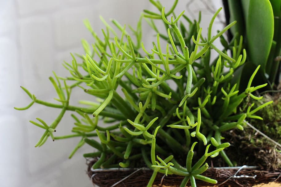 plant, green, close, macro, stengel, nature, beautiful, botany HD wallpaper