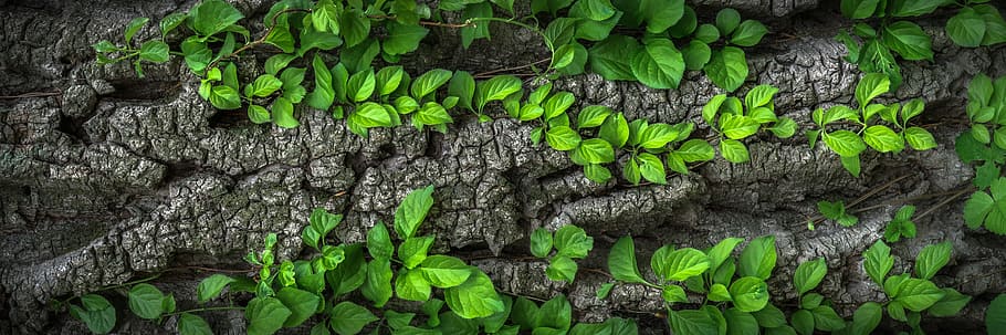 green leaf plant lot, wood, texture, bark, plants, nature, surface, HD wallpaper