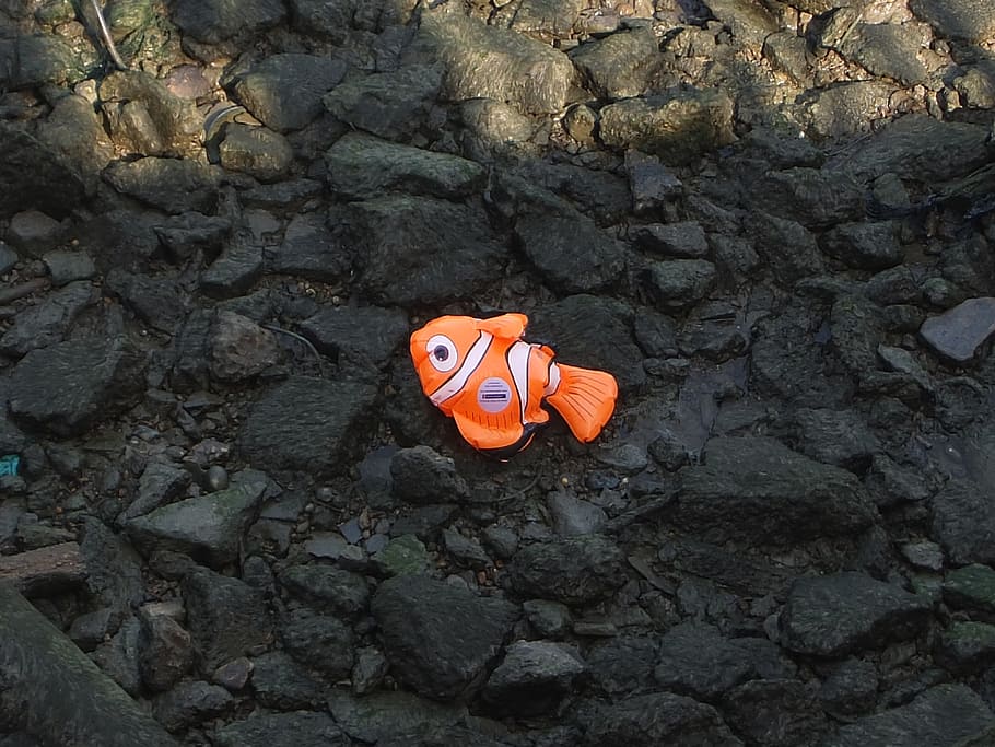 Stranded, Fish, River, River Thames, London, england, dead HD wallpaper