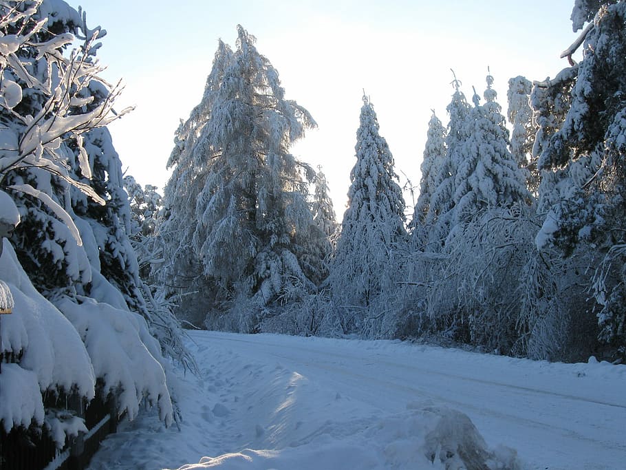 Winter, Way, Forest, snow, cold temperature, mountain, pine tree HD wallpaper