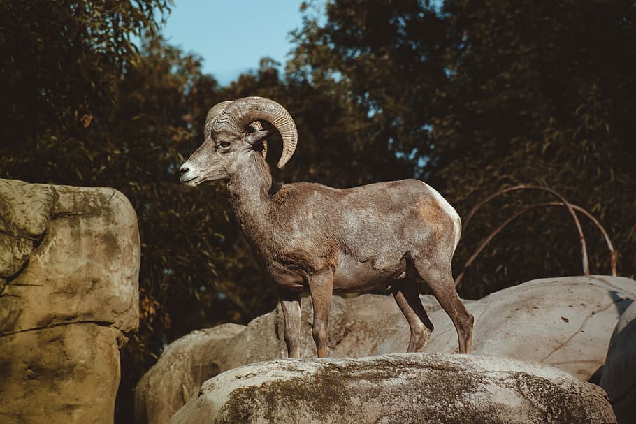Goat trials, brown deer statue, ram, animal, stone, rock, tusk, HD wallpaper