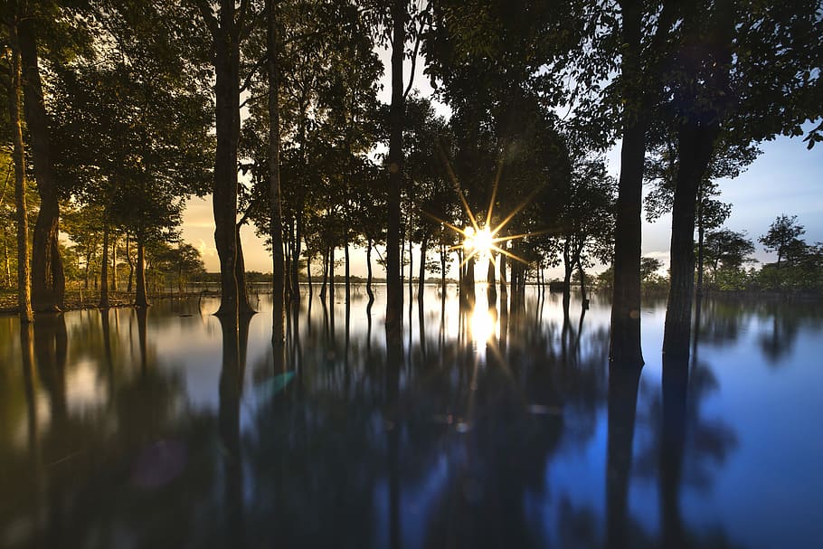 silhouette of trees beside calm body of water, sunset, outdoor HD wallpaper
