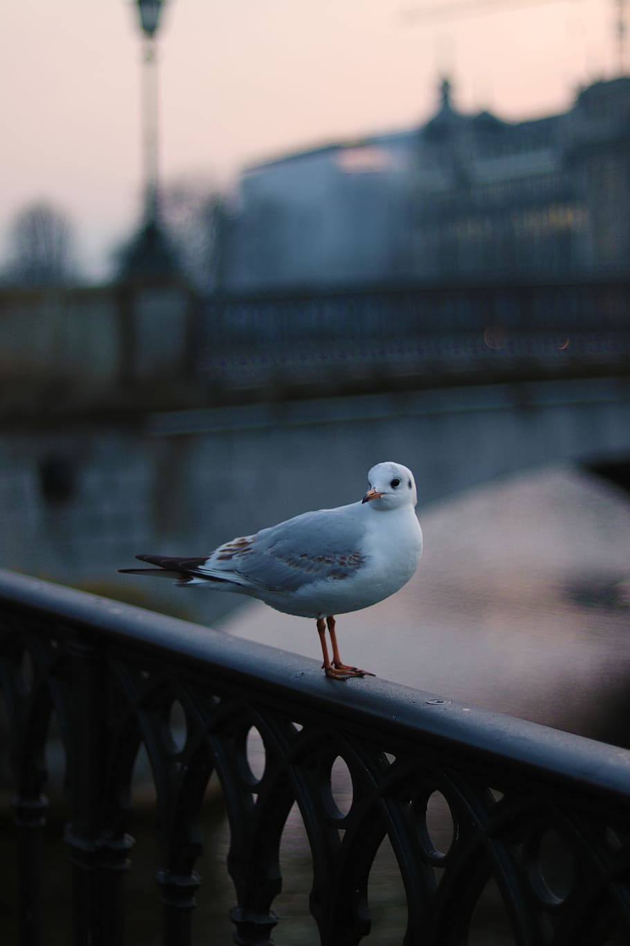 white bird during daytime, white seagull on metal hand rail, bridge HD wallpaper