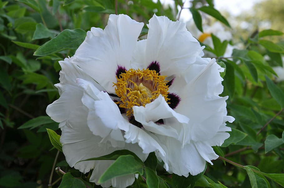 flower, white, greens, bloom, color, pollen, park, flowering plant HD wallpaper