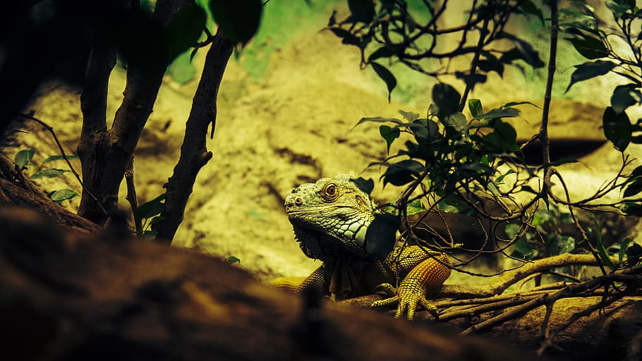 iguana, reptile, lizard, dragon, scale, green, zoo, monitor HD wallpaper