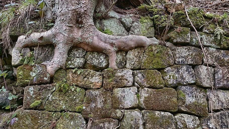root, tree, tree root, forest, wall, stones, rooted, force HD wallpaper