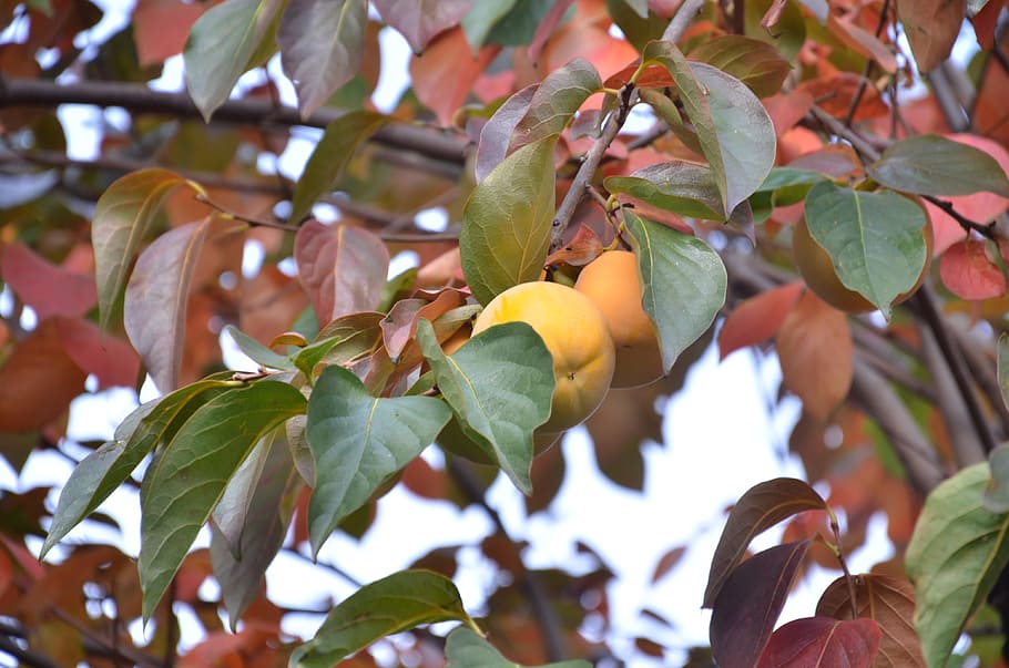tree, khaki, autumn, leaf, plant part, fruit, healthy eating HD wallpaper