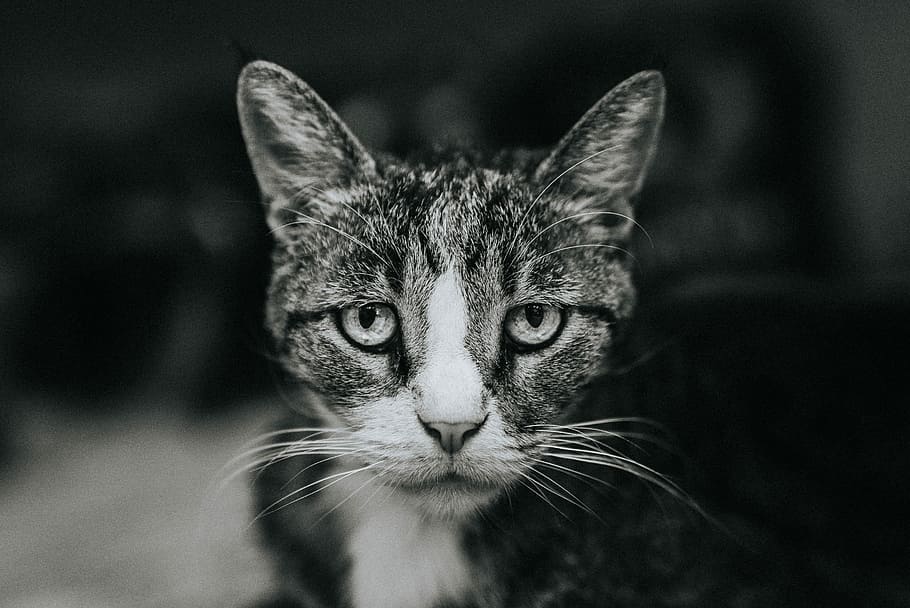 shallow focus photography of silver tabby cat, gm, 24-70, a7s2 HD wallpaper