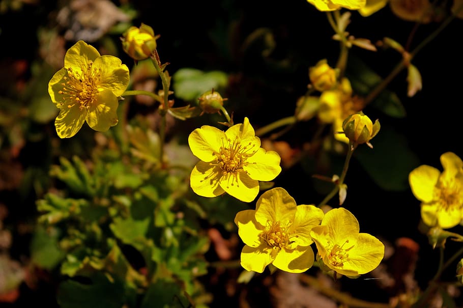 gold strawberry, spring, plant, nature, flowers, garden, yellow flower