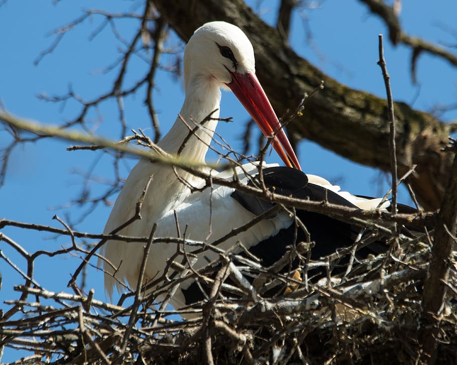 White Stork, Breed, storchennest, rattle stork, adebar, bird HD wallpaper