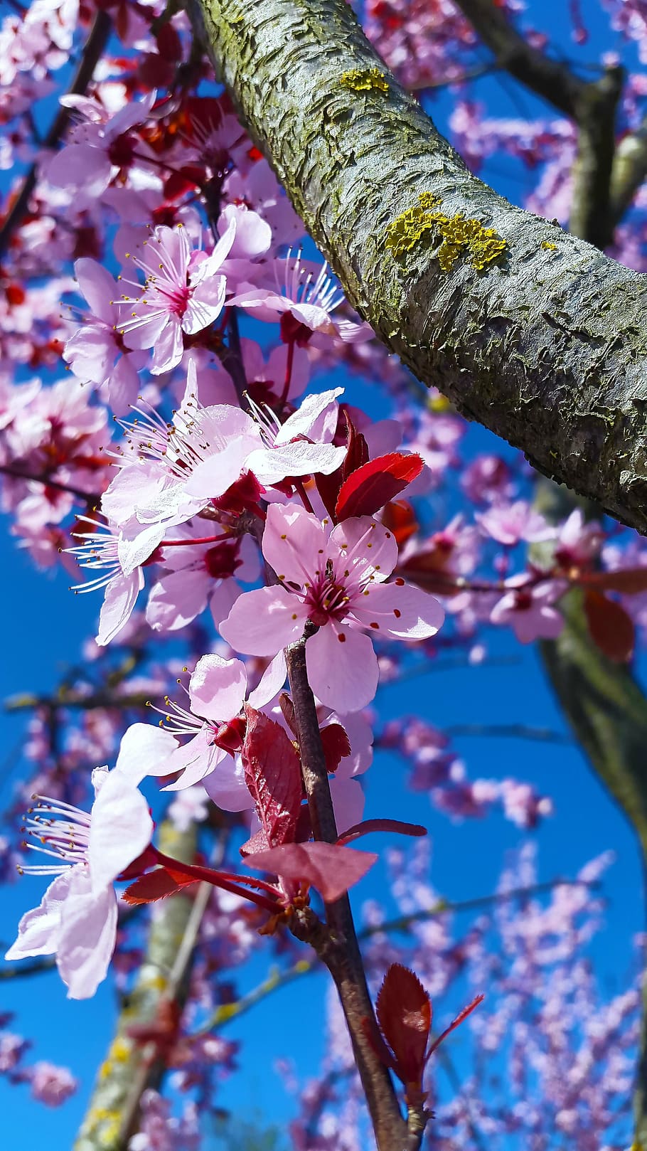 blossom, bloom, spring, white, nature, full bloom, blue, pink HD wallpaper